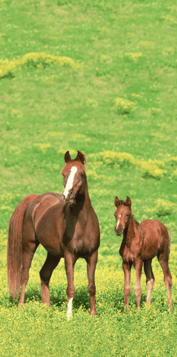 Treat Bags - Wild Horses (20ct)